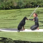 idyllisch-mit-Hund-auf-dem-Stand-Up-Paddling-Board